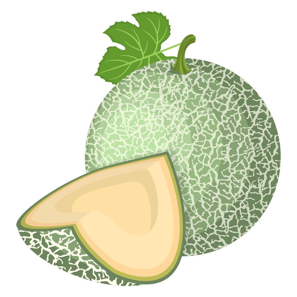 Fresh whole, cut slice melon fruit isolated on white background. Cantaloupe melon. Summer fruits for healthy lifestyle. Organic fruit. Cartoon style. Vector illustration for any design.