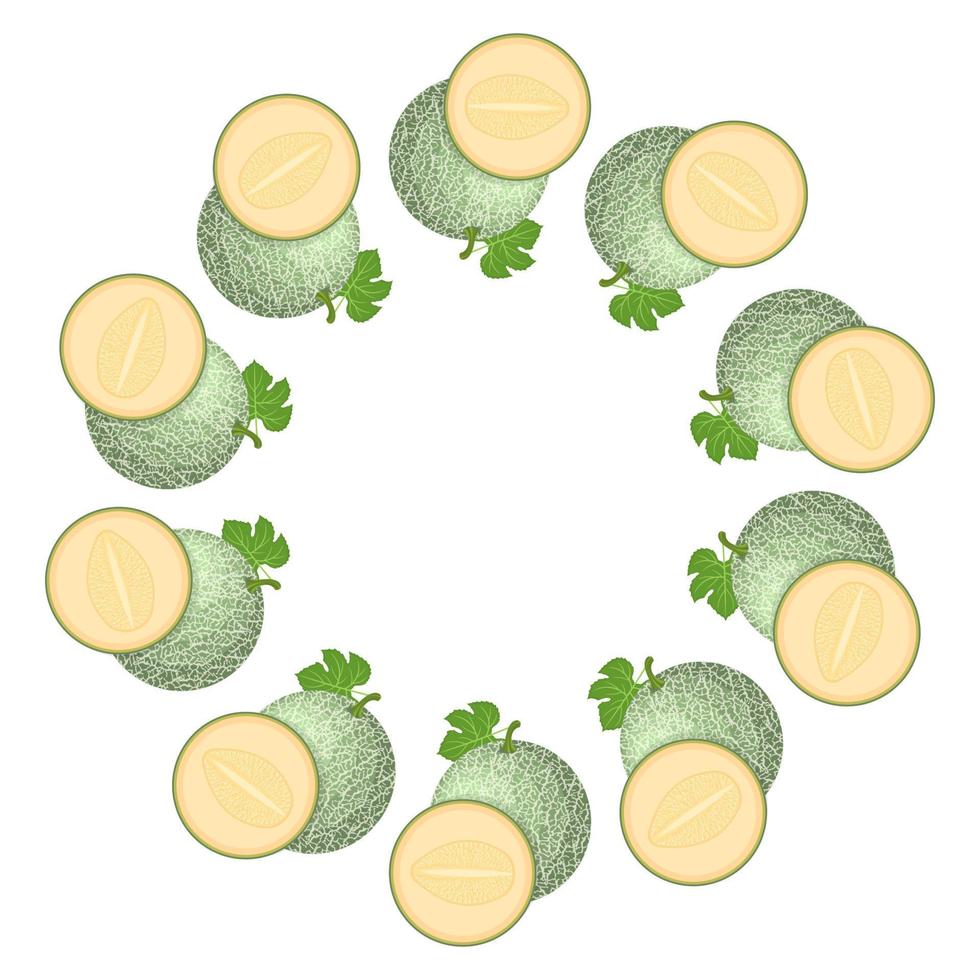 Wreath from green cantaloupe melon with space for text. Cartoon organic sweet food. Summer fruits for healthy lifestyle. Vector illustration for any design.