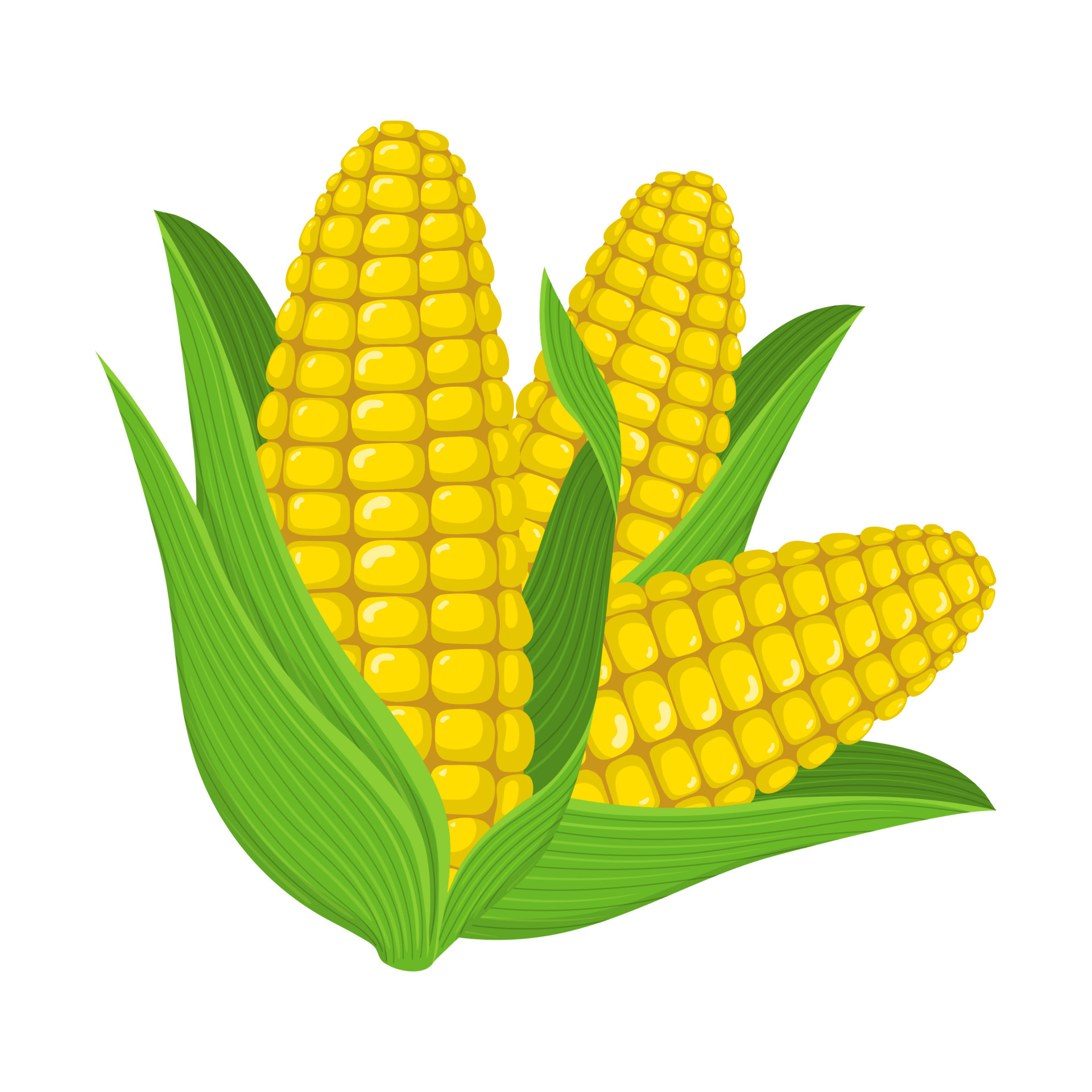 Fresh corn cob isolated on white background. Corn icon for market, recipe  design, logo. Organic food. Cartoon style. Vector illustration for design.  10527044 Vector Art at Vecteezy