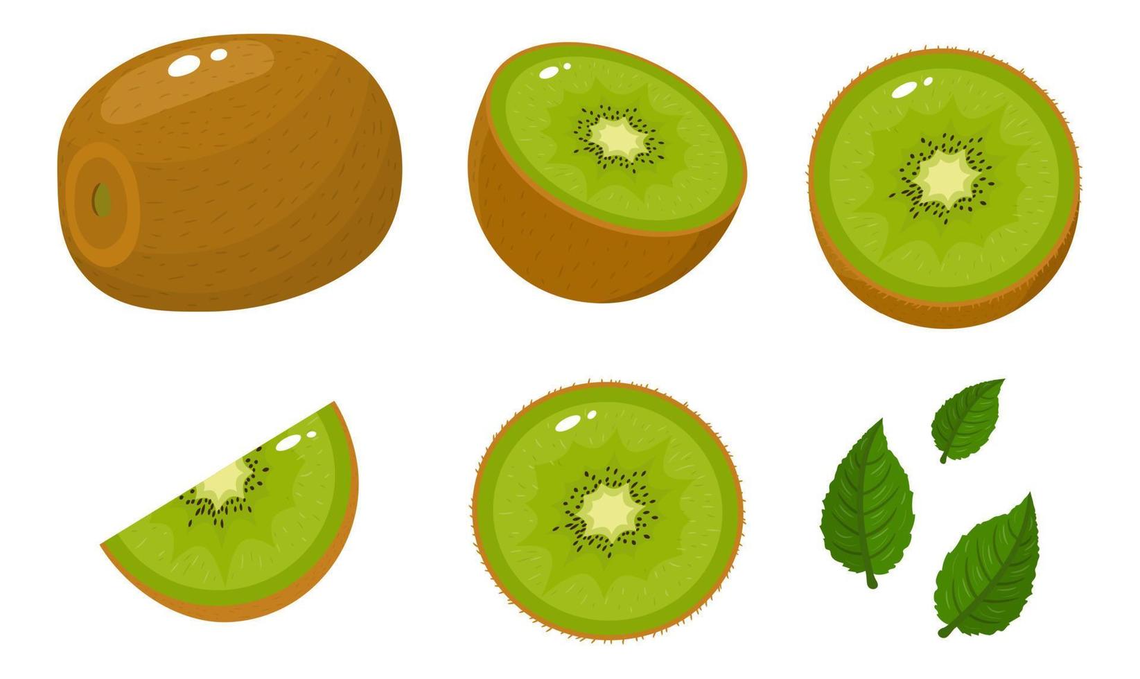 conjunto de kiwi fresco entero, medio, cortado en rodajas y hojas aisladas sobre fondo blanco. frutas de verano para un estilo de vida saludable. fruta organica estilo de dibujos animados ilustración vectorial para cualquier diseño. vector