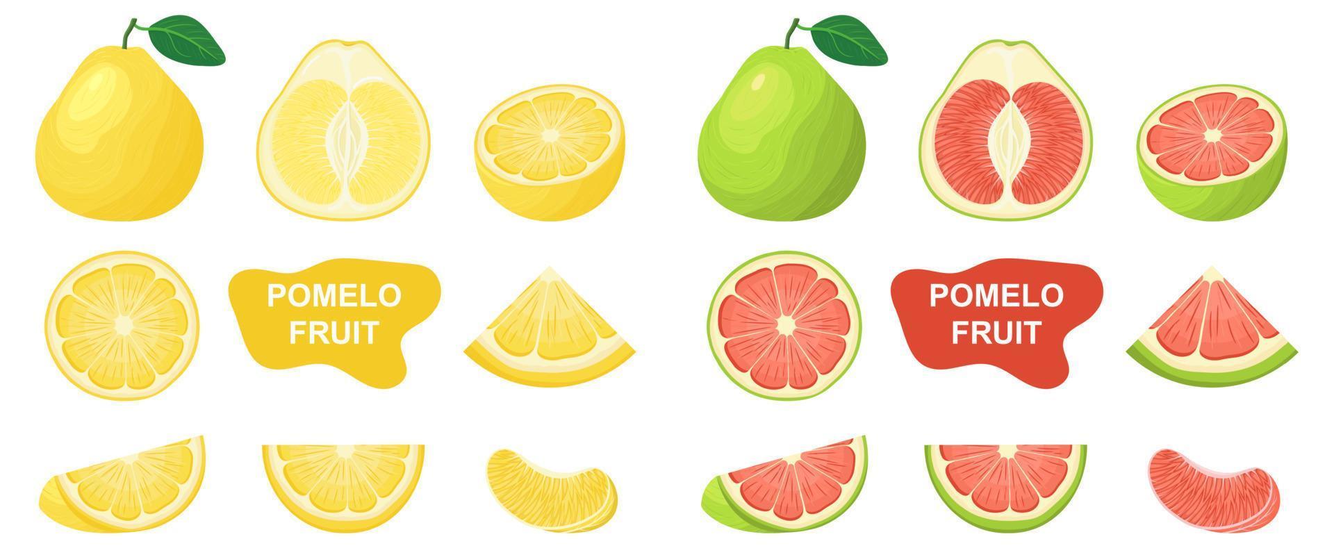 Set of fresh whole, half, cut slice pomelo fruits isolated on white background. Summer fruits for healthy lifestyle. Organic fruit. Cartoon style. Vector illustration for any design