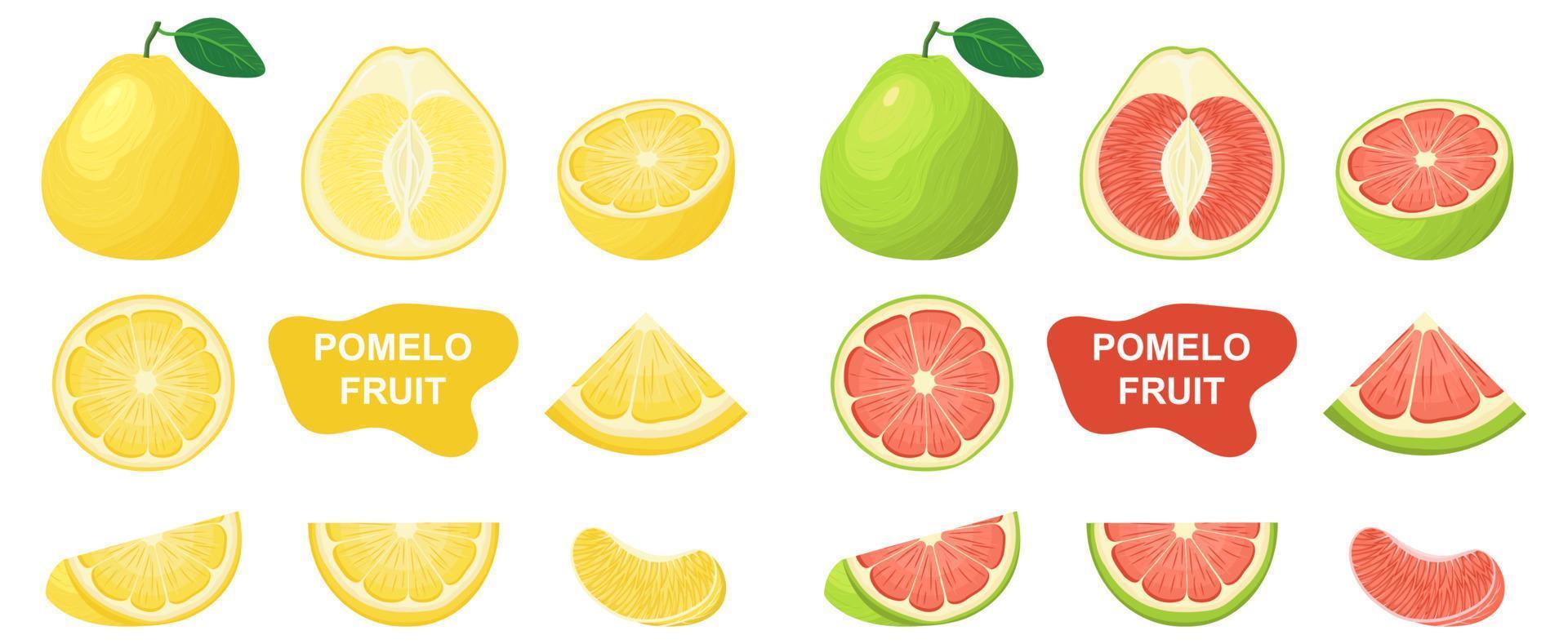 conjunto de frutas de pomelo frescas, enteras, cortadas a la mitad, aisladas en fondo blanco. frutas de verano para un estilo de vida saludable. fruta organica estilo de dibujos animados ilustración vectorial para cualquier diseño vector