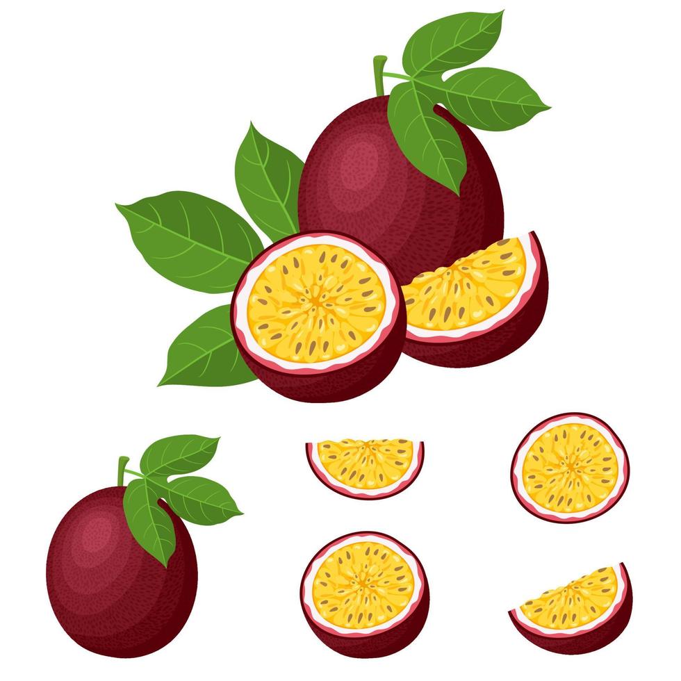 conjunto de frutos de la pasión frescos enteros, cortados a la mitad, cortados en rodajas aislados en fondo blanco. frutas de verano para un estilo de vida saludable. fruta organica estilo de dibujos animados ilustración vectorial para cualquier diseño. vector