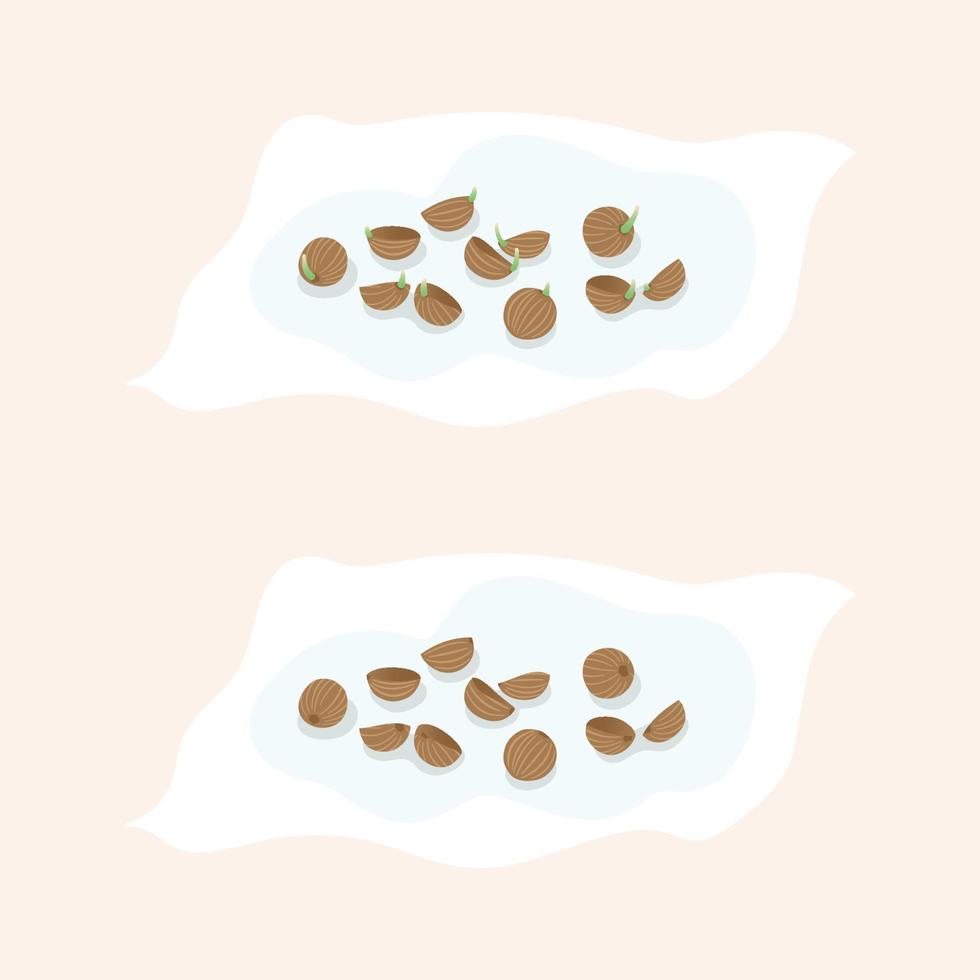 coriander seed soak in water on Tissue cotton Flat Vector illustration