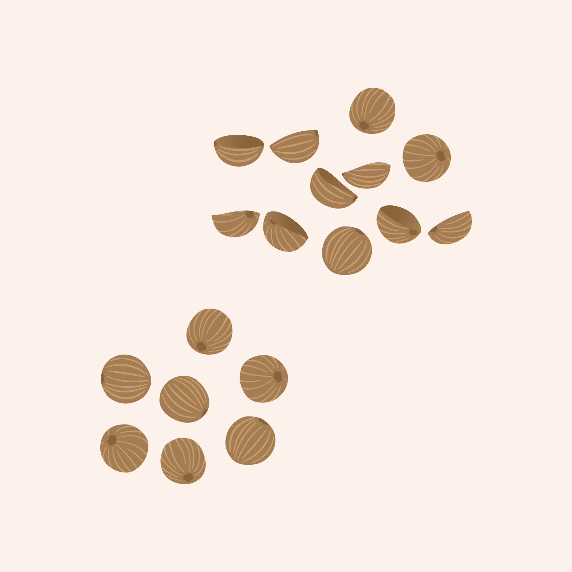 coriander seed Flat Vector illustration 10527468 Vector Art at Vecteezy
