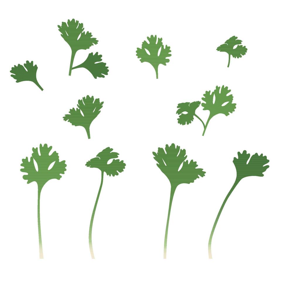 Ilustración de vector plano de hojas de cilantro verde