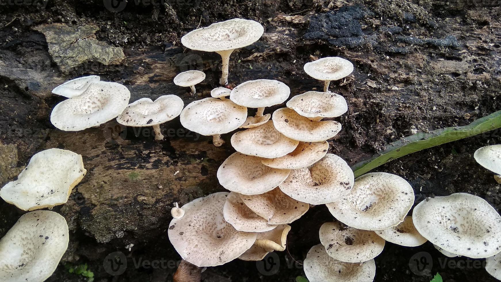 Beautiful wild white Lentinus tigrinus mushroom grows on the rotten log in the rainy season. Suitable for science, agriculture, magazine, advertising, poster, etc. photo