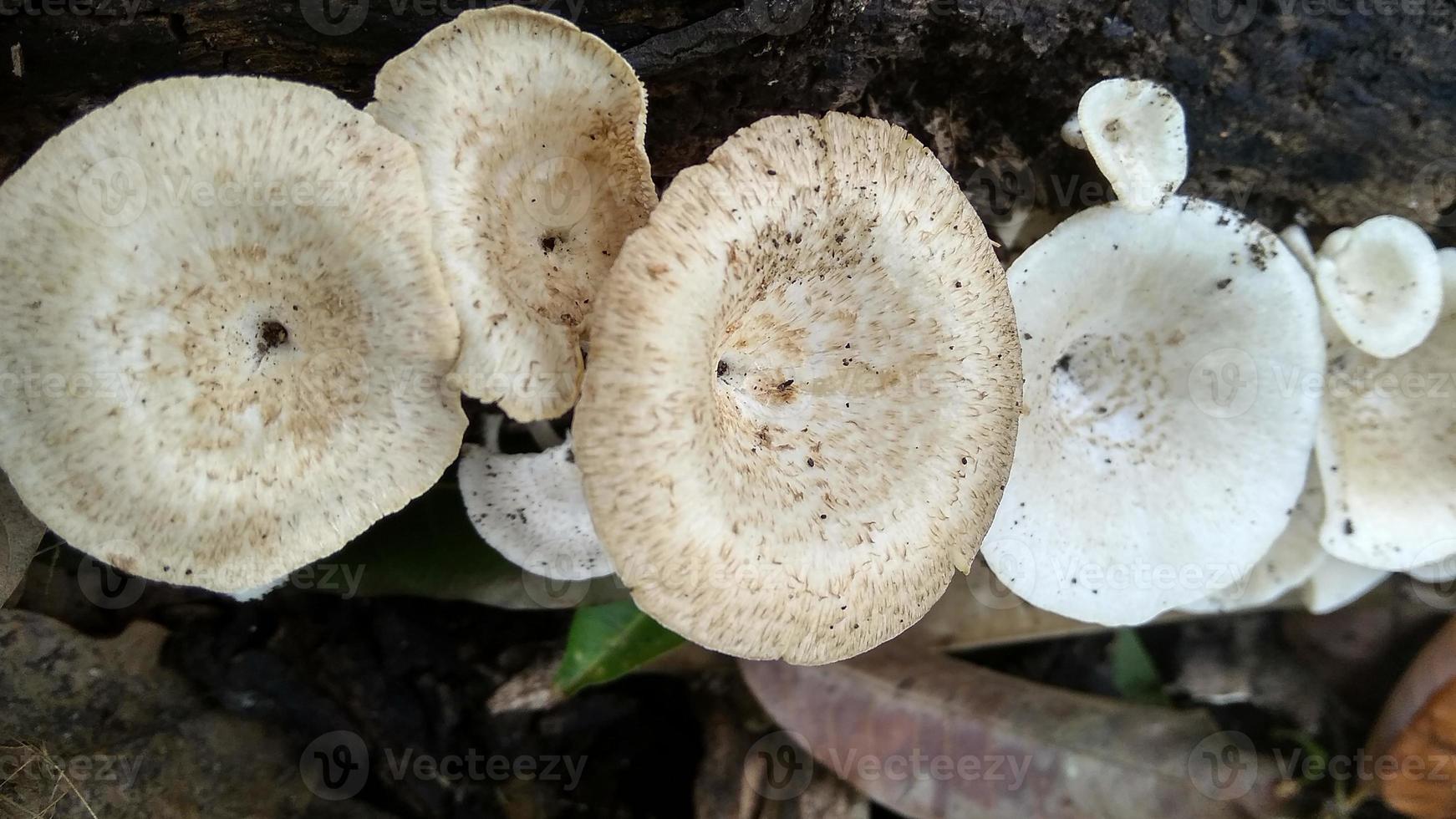Beautiful wild white Lentinus tigrinus mushroom grows on the rotten log in the rainy season. Suitable for science, agriculture, magazine, advertising, poster, etc. photo