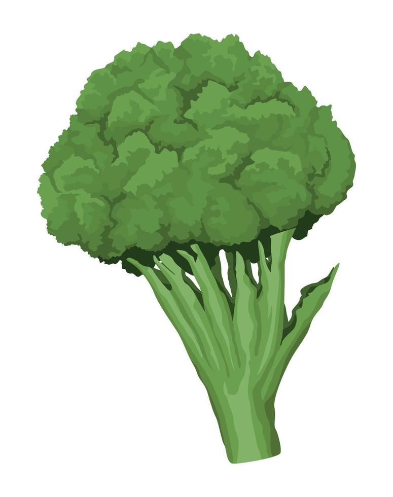 verduras frescas de brócoli vector