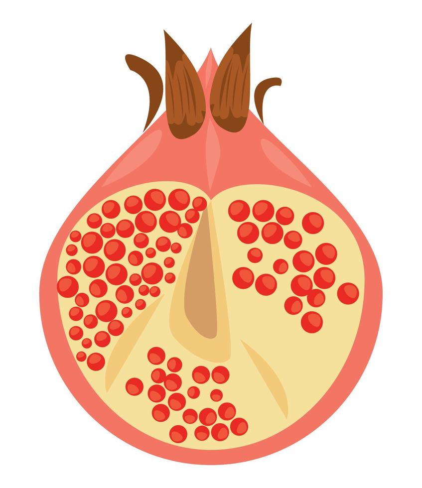 half pomegranate fresh fruit vector