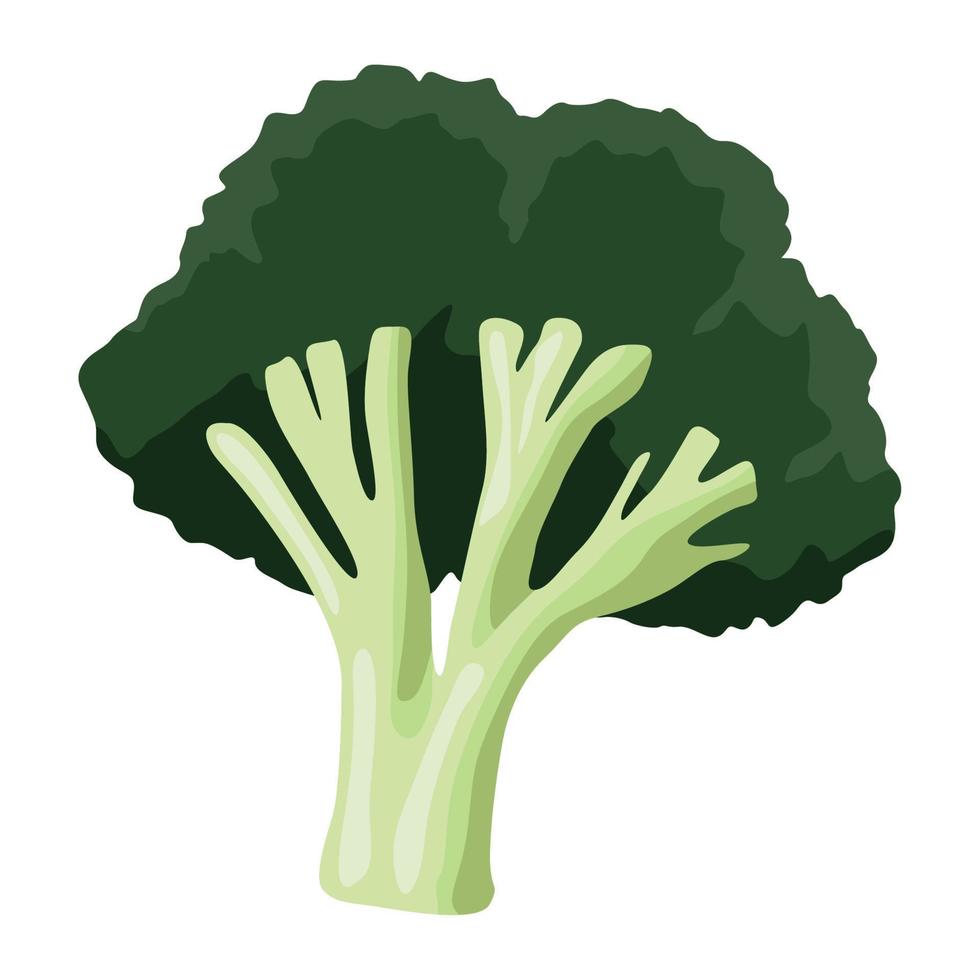 verduras frescas de brócoli vector