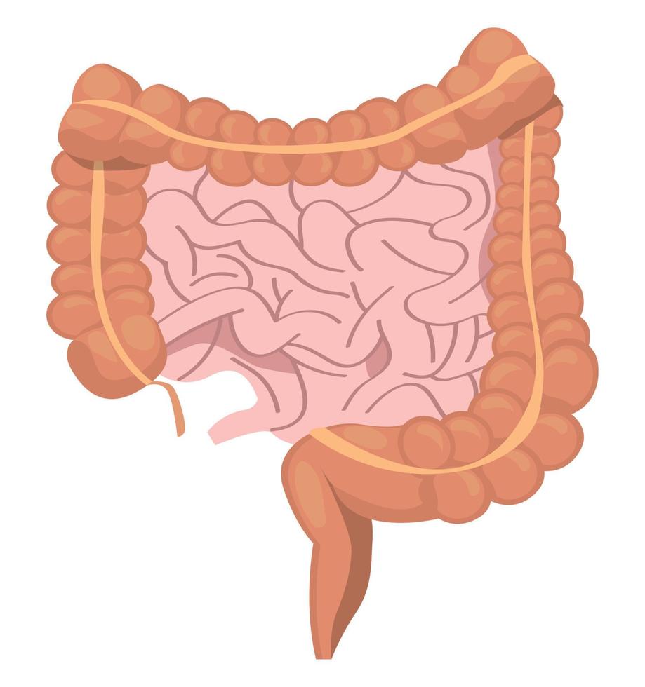 diseño de intestinos humanos vector