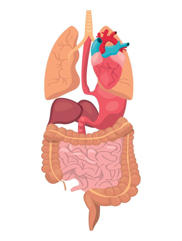 Human organs design vector