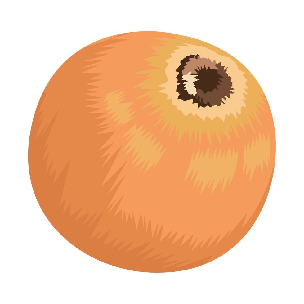 fresh onion vegetable vector