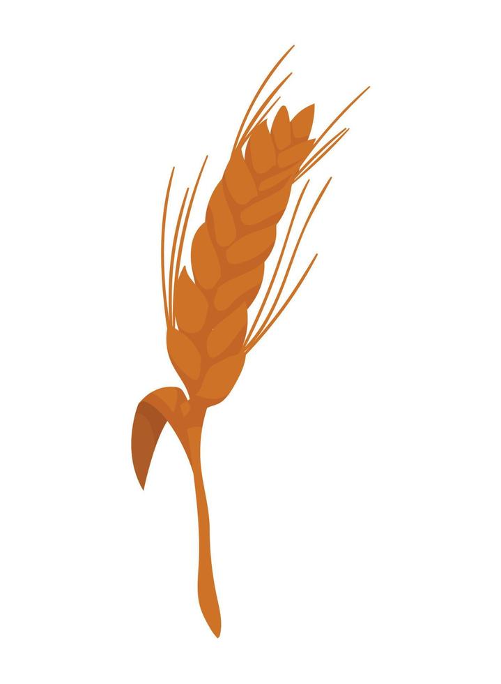 ear of barley nature vector