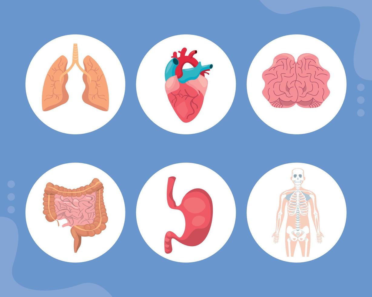 System human organs vector