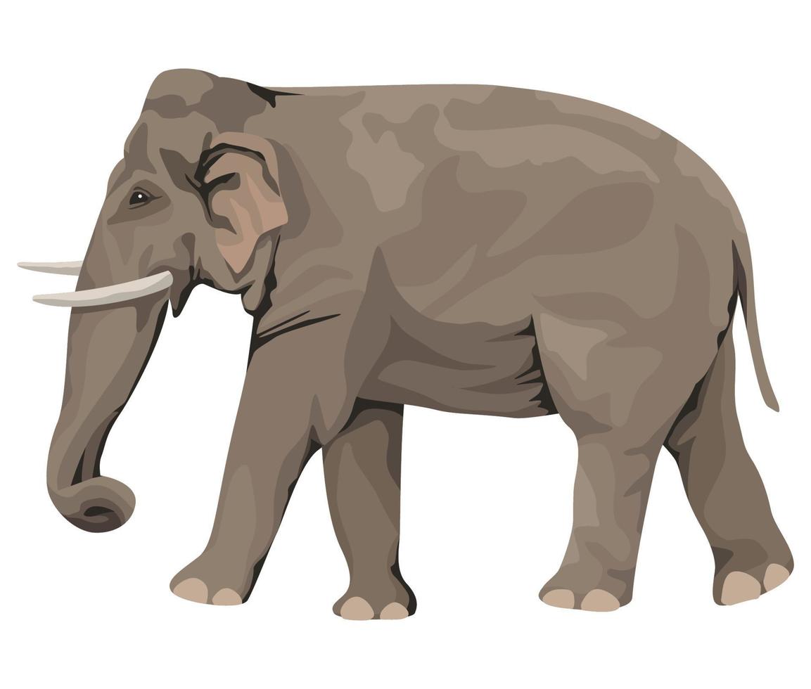 wild elephant walking 10529125 Vector Art at Vecteezy