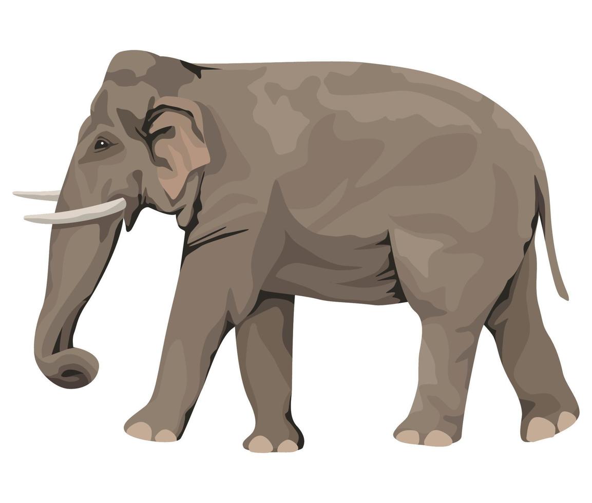 wild elephant walking vector