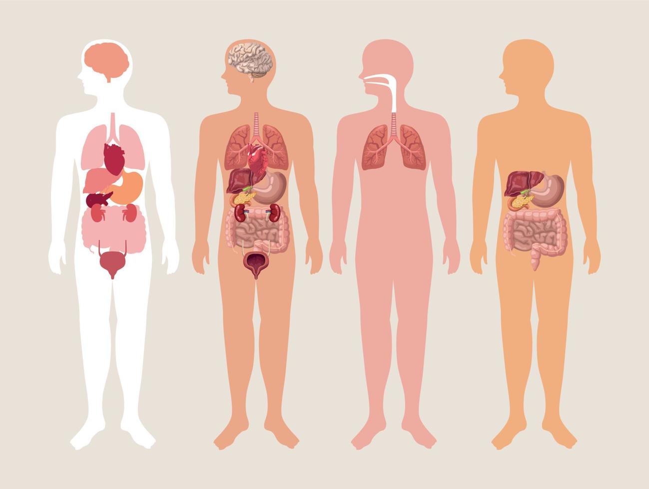 cuatro cuerpos humanos realistas vector