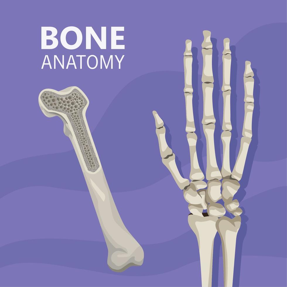 hand realistic human bone vector