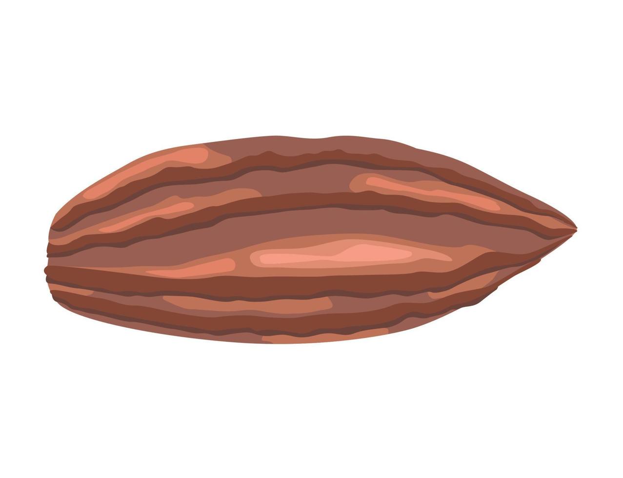 grano de semilla de cacao vector