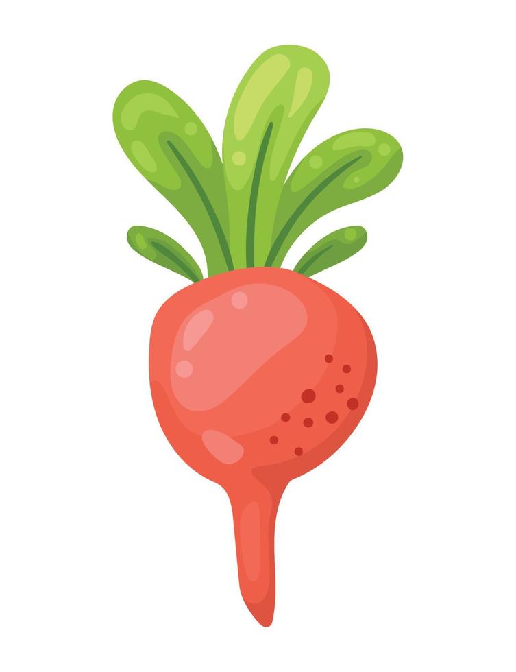 beet fresh vegetable vector