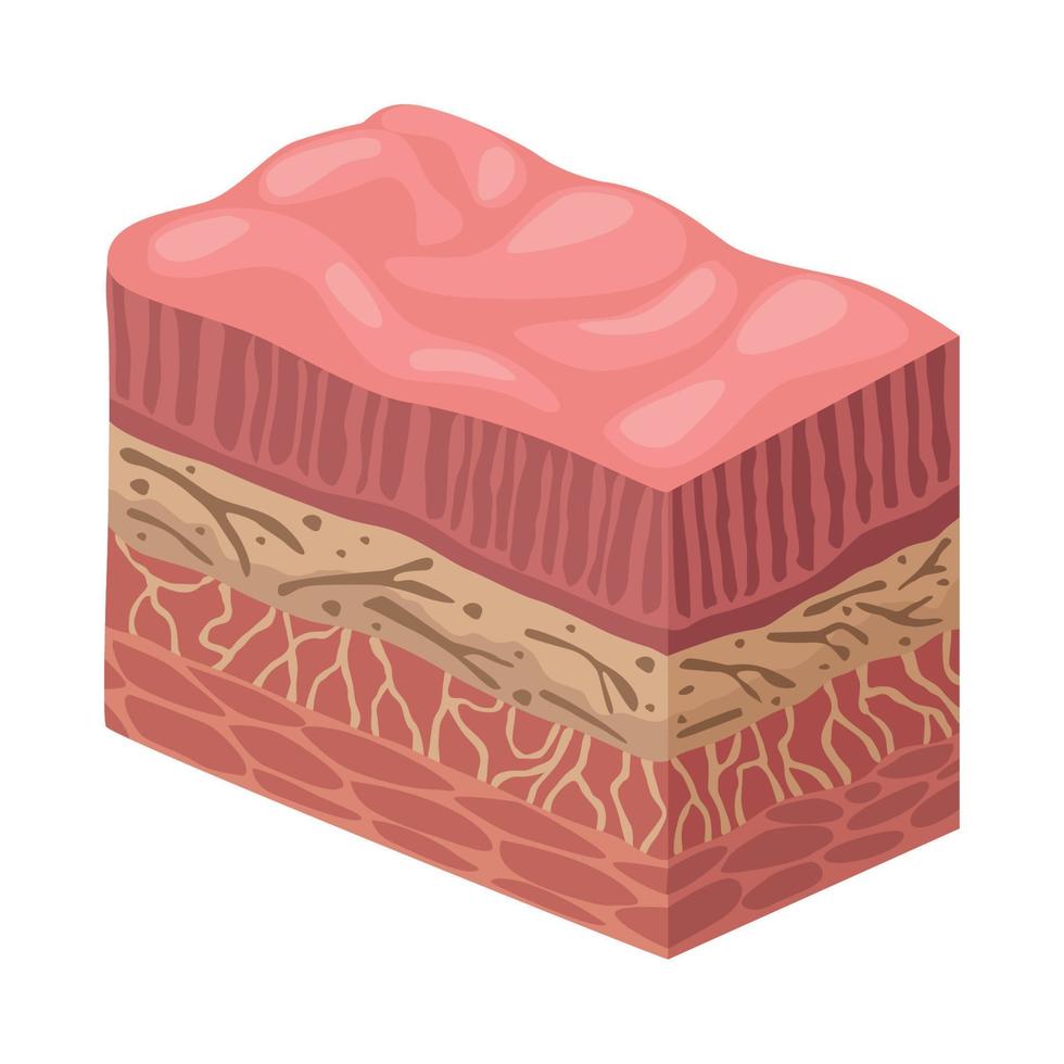 stomach organ tissues vector