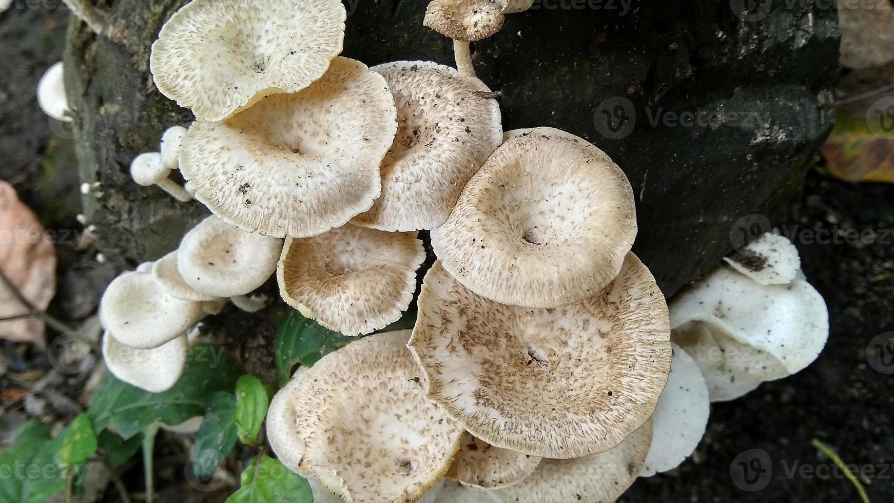 Beautiful wild white Lentinus tigrinus mushroom grows on the rotten log in the rainy season. Suitable for science, agriculture, magazine, advertising, poster, etc. photo