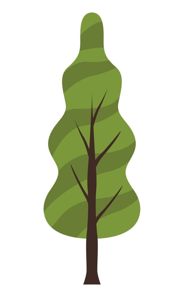 coniferus tree plant vector