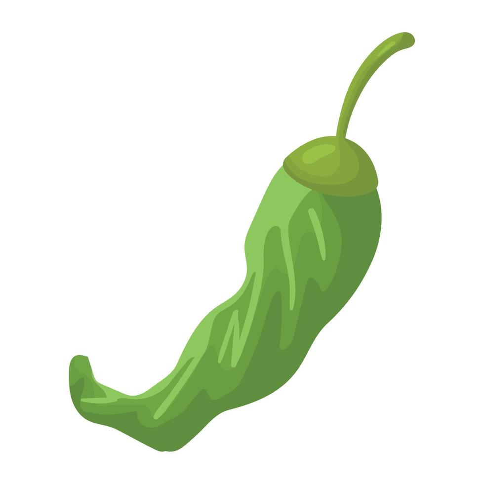 green chili pepper vegetable vector