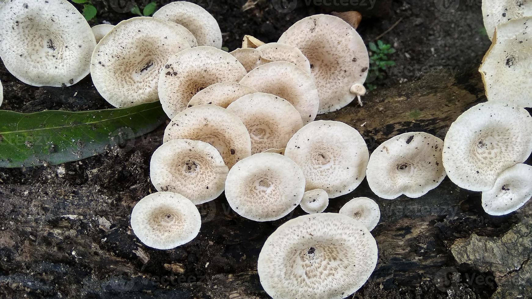 Beautiful wild white Lentinus tigrinus mushroom grows on the rotten log in the rainy season. Suitable for science, agriculture, magazine, advertising, poster, etc. photo