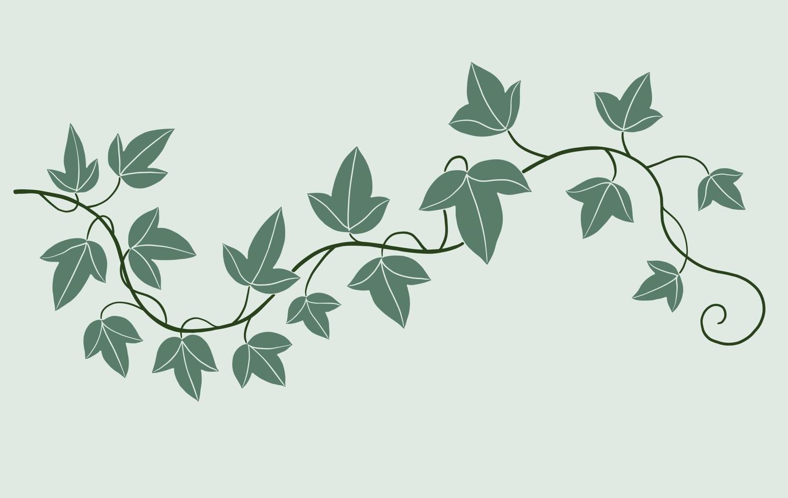 Simplicity ivy freehand drawing flat design. vector
