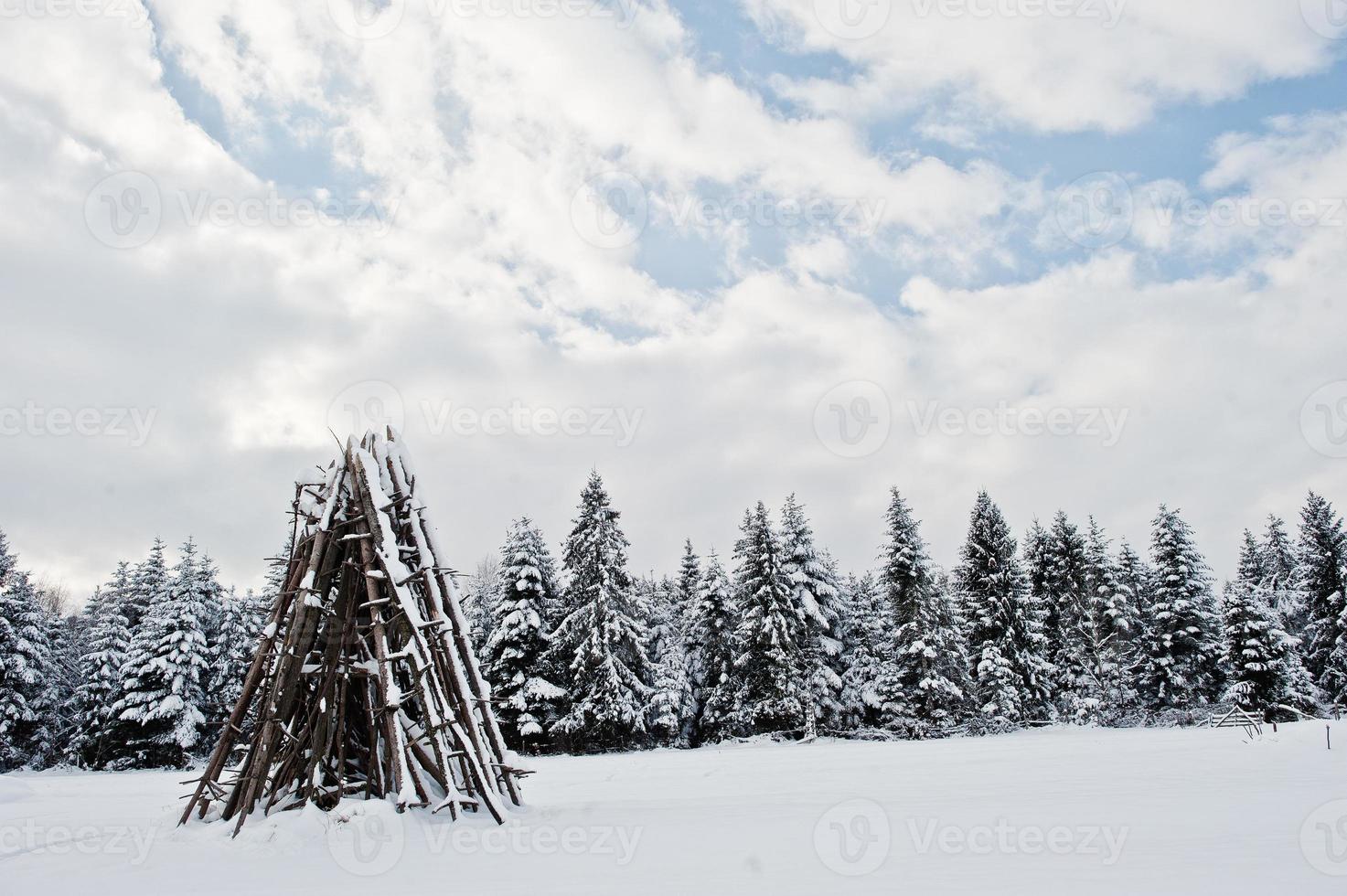 Pine trees covered by snow. Beautiful winter landscapes. Frost nature. photo