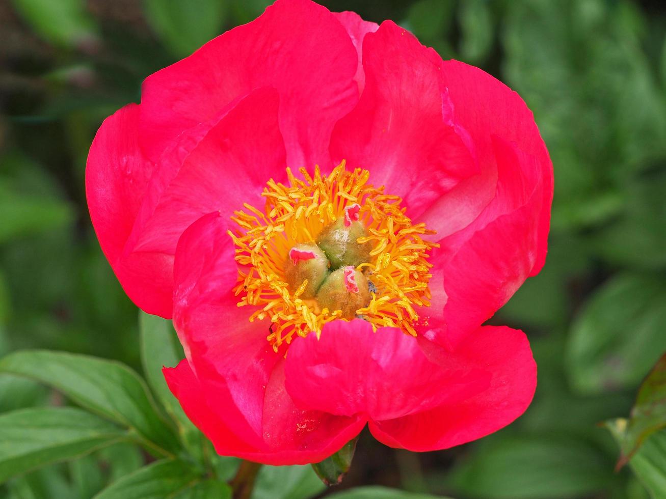 variedad de flor de peonía roja rosada llama en un jardín 10539013 Foto de stock en Vecteezy variedad de flor de peonía roja rosada llama en un jardín 10539013 Foto de stock en Vecteezy