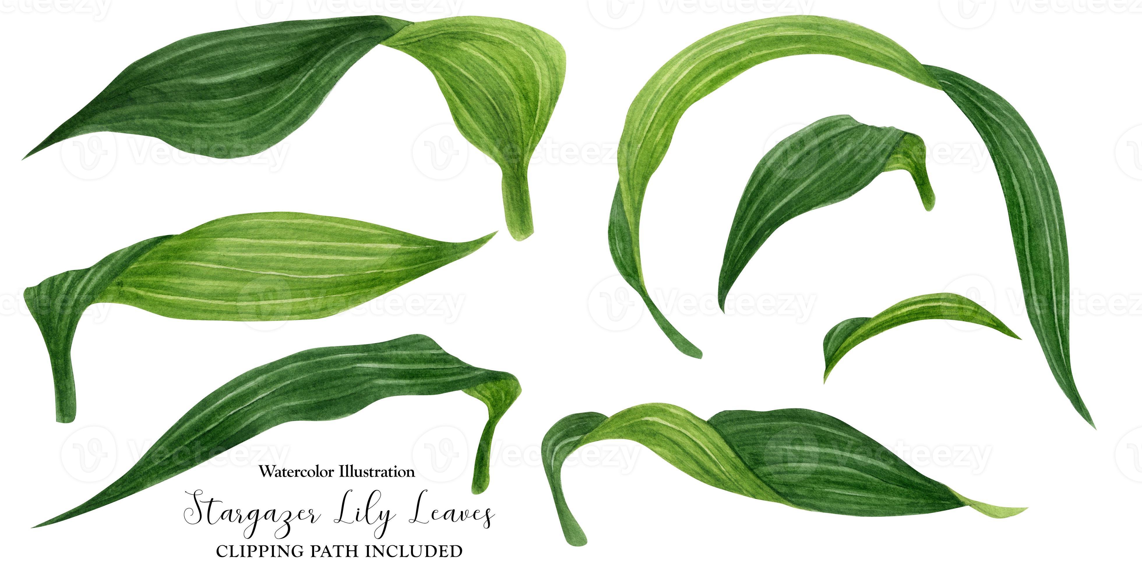 Fresh green leaves of lily 10542177 Stock Photo at Vecteezy