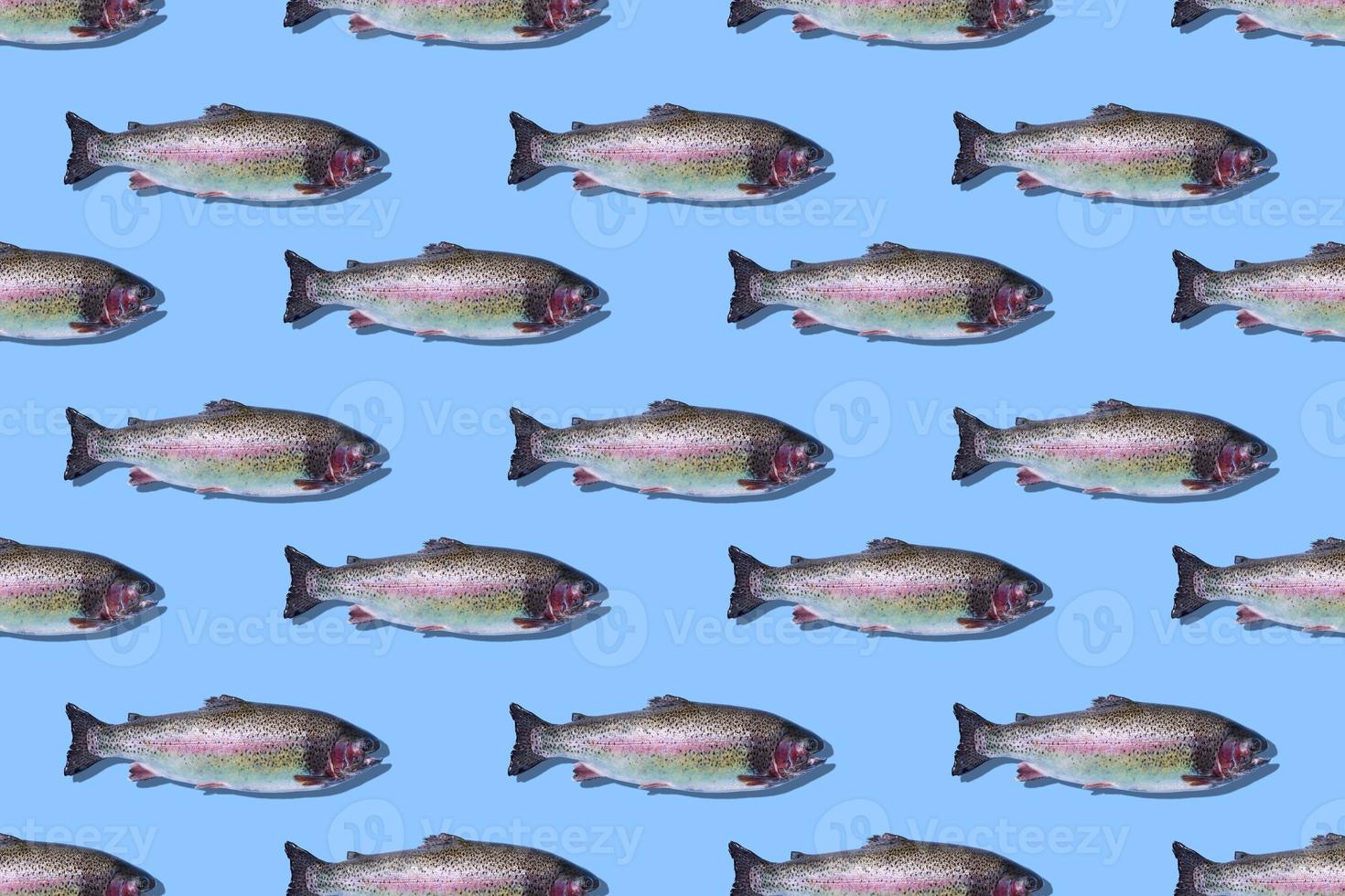 Seamless pattern of raw rainbow trout closeup isolated on blue background. Fish swim to the right. photo