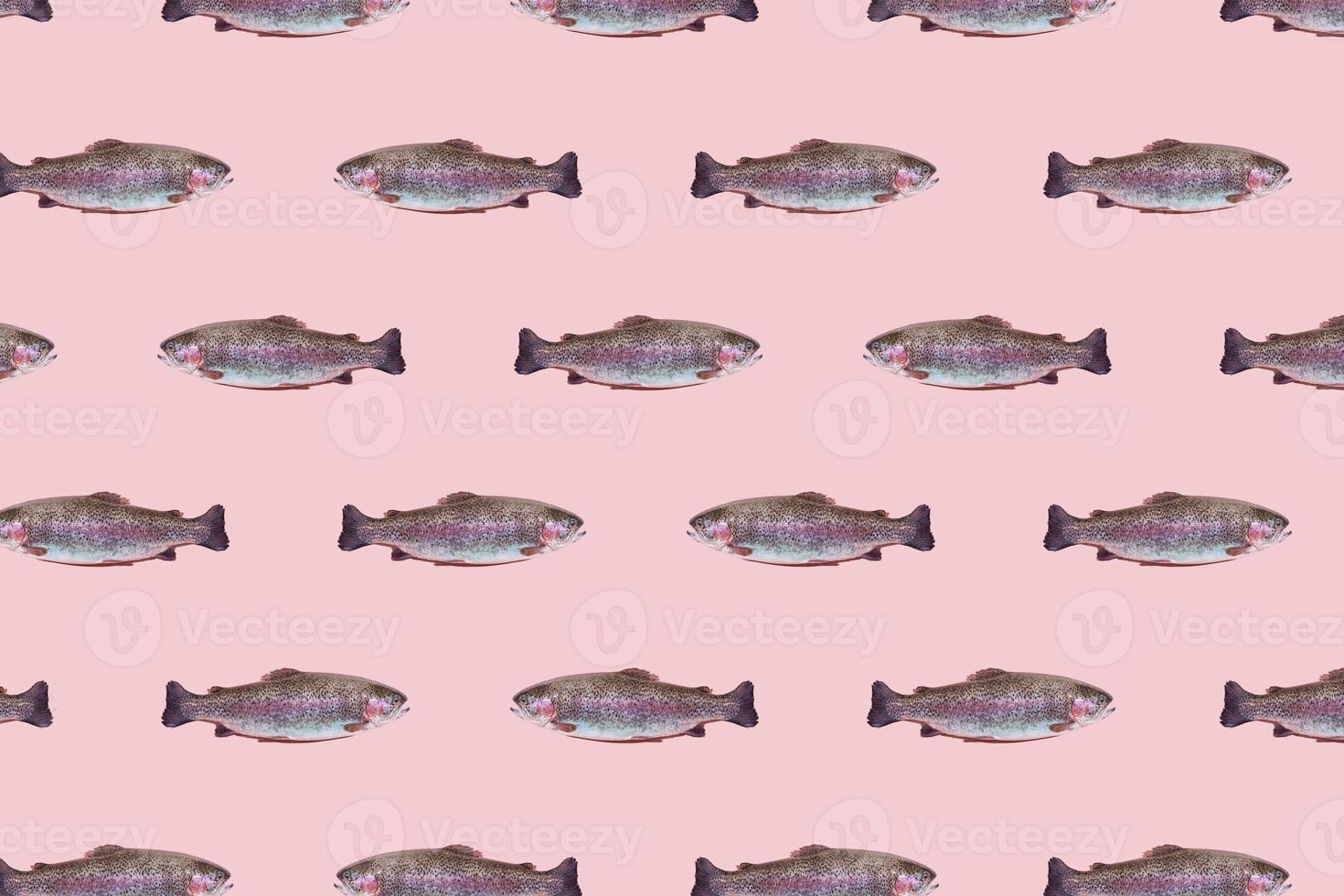 Seamless pattern of raw rainbow trout closeup isolated on pink background. Fish swim in different directions. photo
