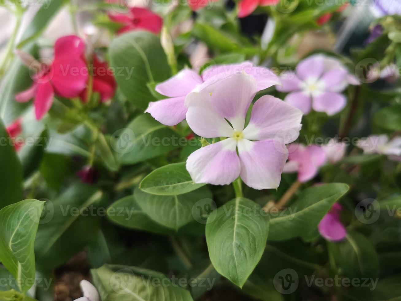 jazmín de cayena, bígaro, catharanthus rosea, bígaro de madagascar, vinca, apocynaceae nombre flor color rosa primavera en el jardín sobre fondo azul, bígaro de las indias occidentales, bígaro de madagascar foto