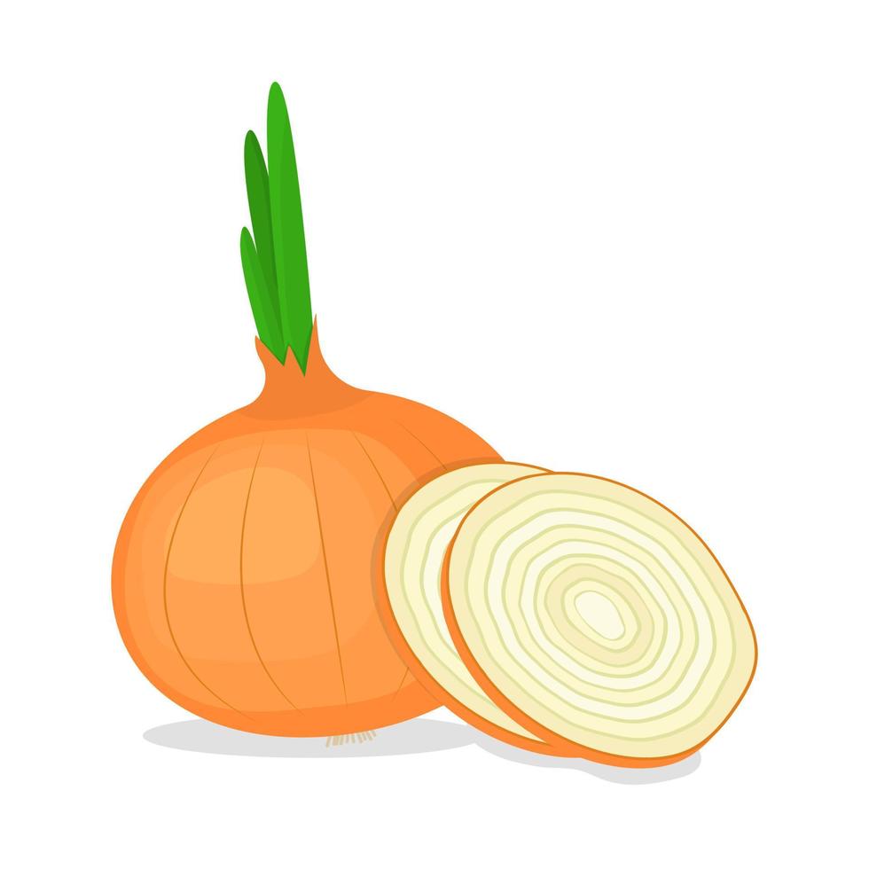 Onion isolated on white background illustration vector