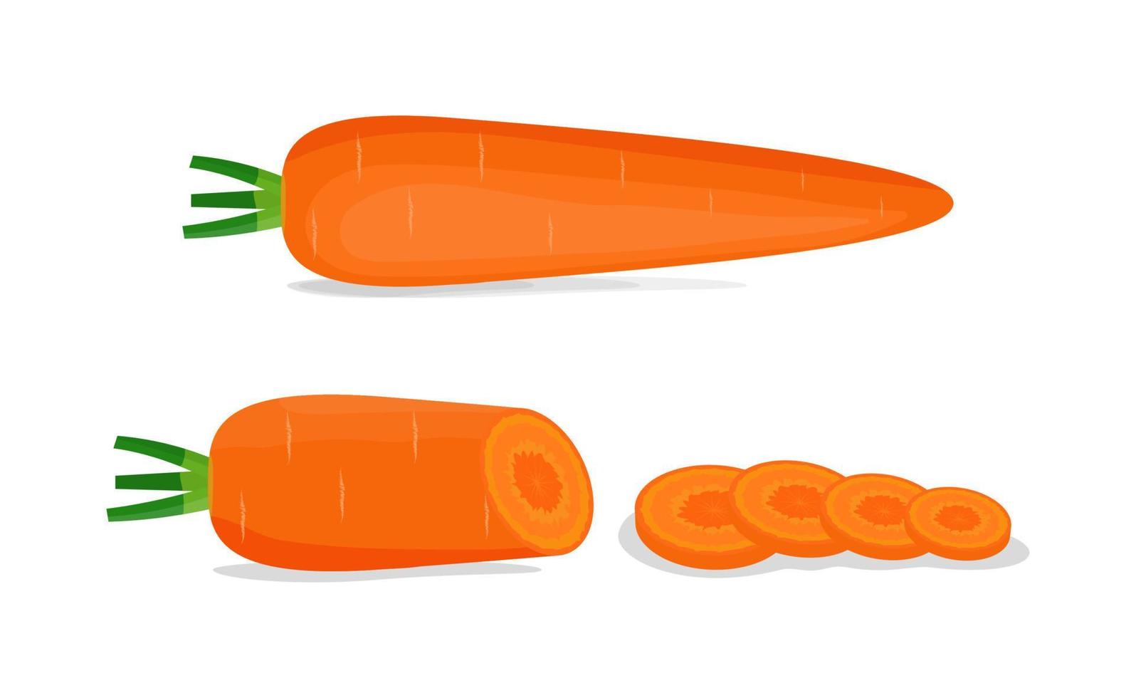 Carrot whole and sliced illustration vector