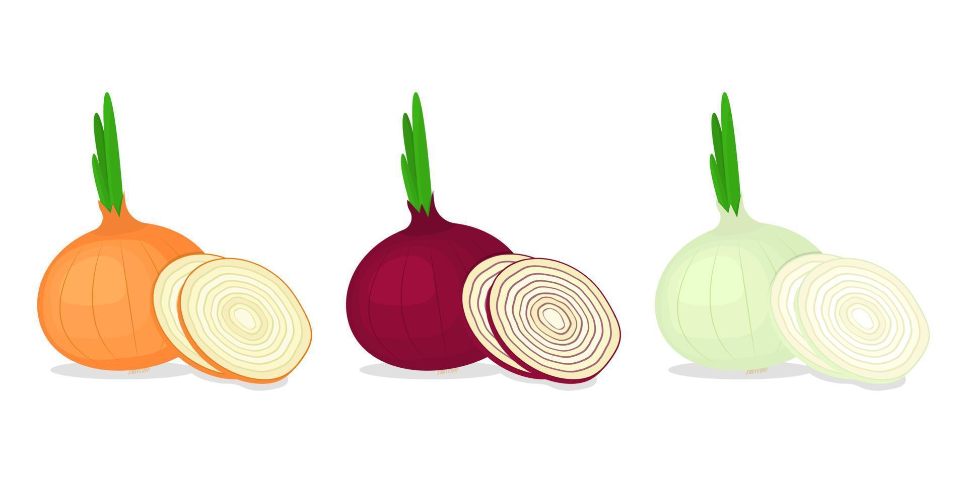 Onions of different varieties and slices set vector