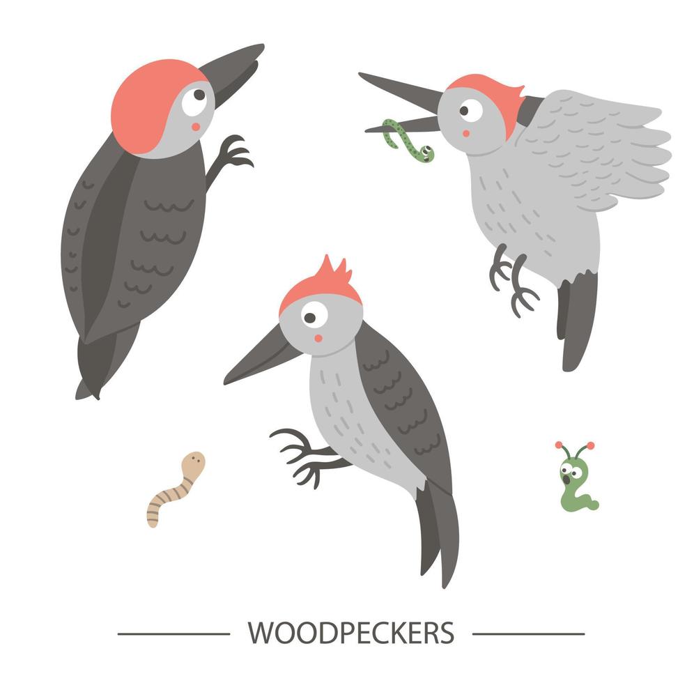 Vector set of cartoon style hand drawn flat funny woodpeckers in different poses. Cute illustration of woodland birds