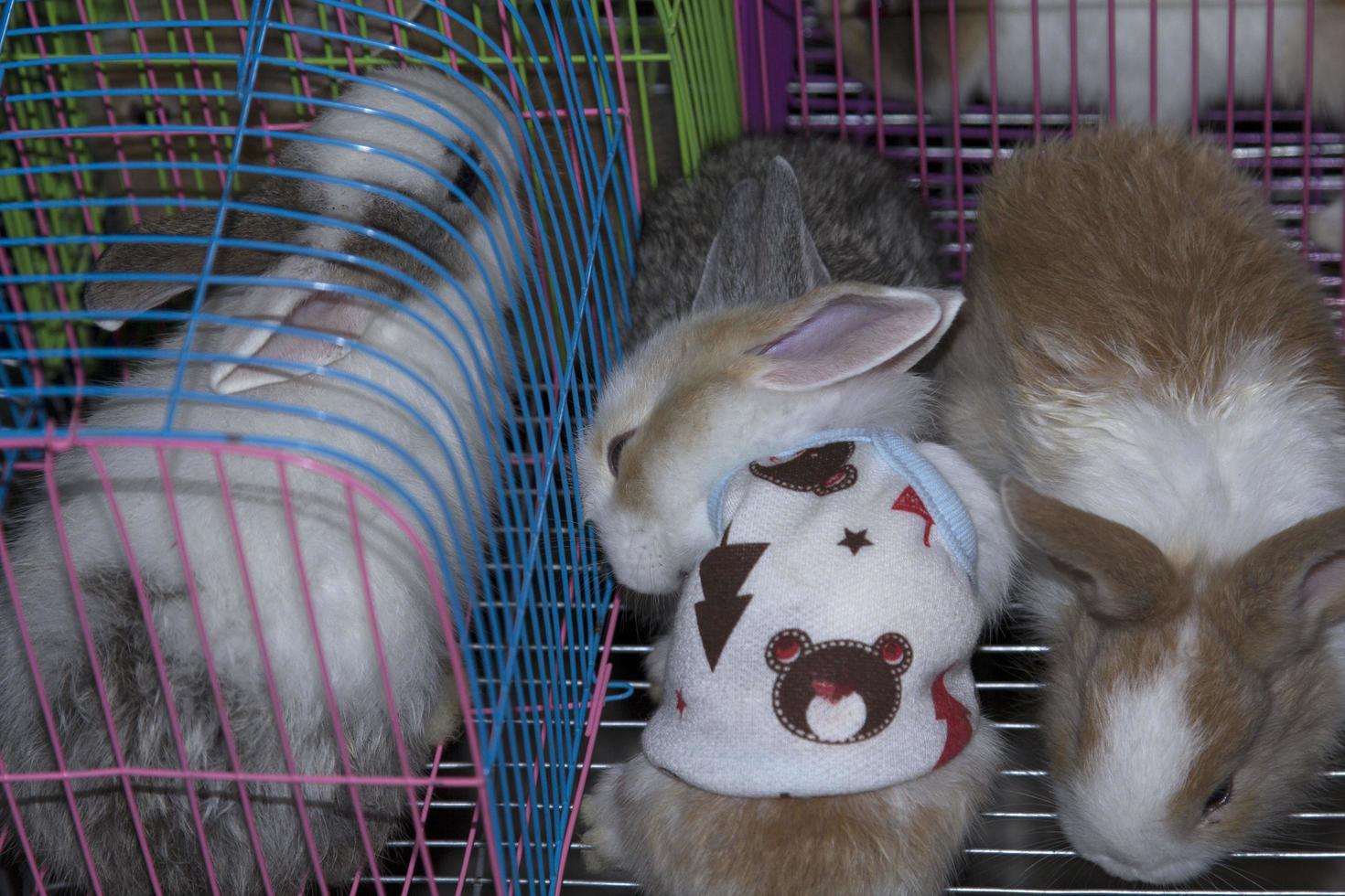 Los conejos que se crían para la venta son lindas y adorables mascotas