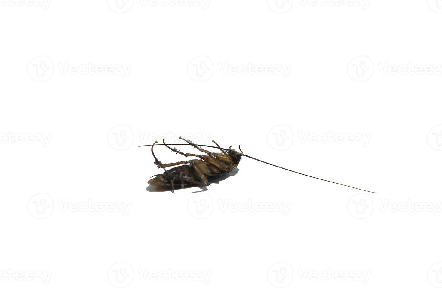 Cockroaches are disgusting and omnivorous creatures, a primitive animal that many fear is a source of germs, preferring to live in damp places- with on white background photo