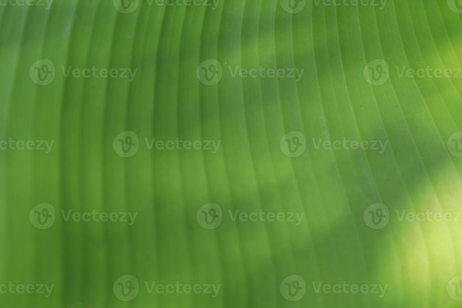 Green banana leaf details with natural patterns and veins form the veins that nourish the leaves to be beautiful and stand out naturally on a sunny blue day. photo