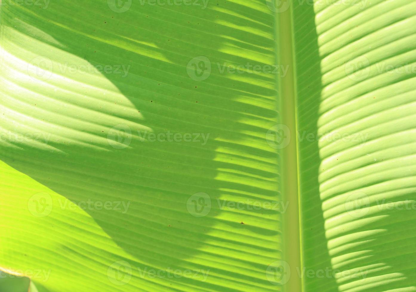 Green banana leaf details with natural patterns and veins form the veins that nourish the leaves to be beautiful and stand out naturally on a sunny blue day. photo