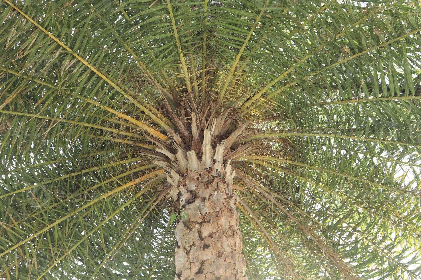 Palm trees and green palm leaves taken from a lower angle, or an ant view, show the branches of palm leaves on a beautiful green background and against the light of the sky at dawn. photo