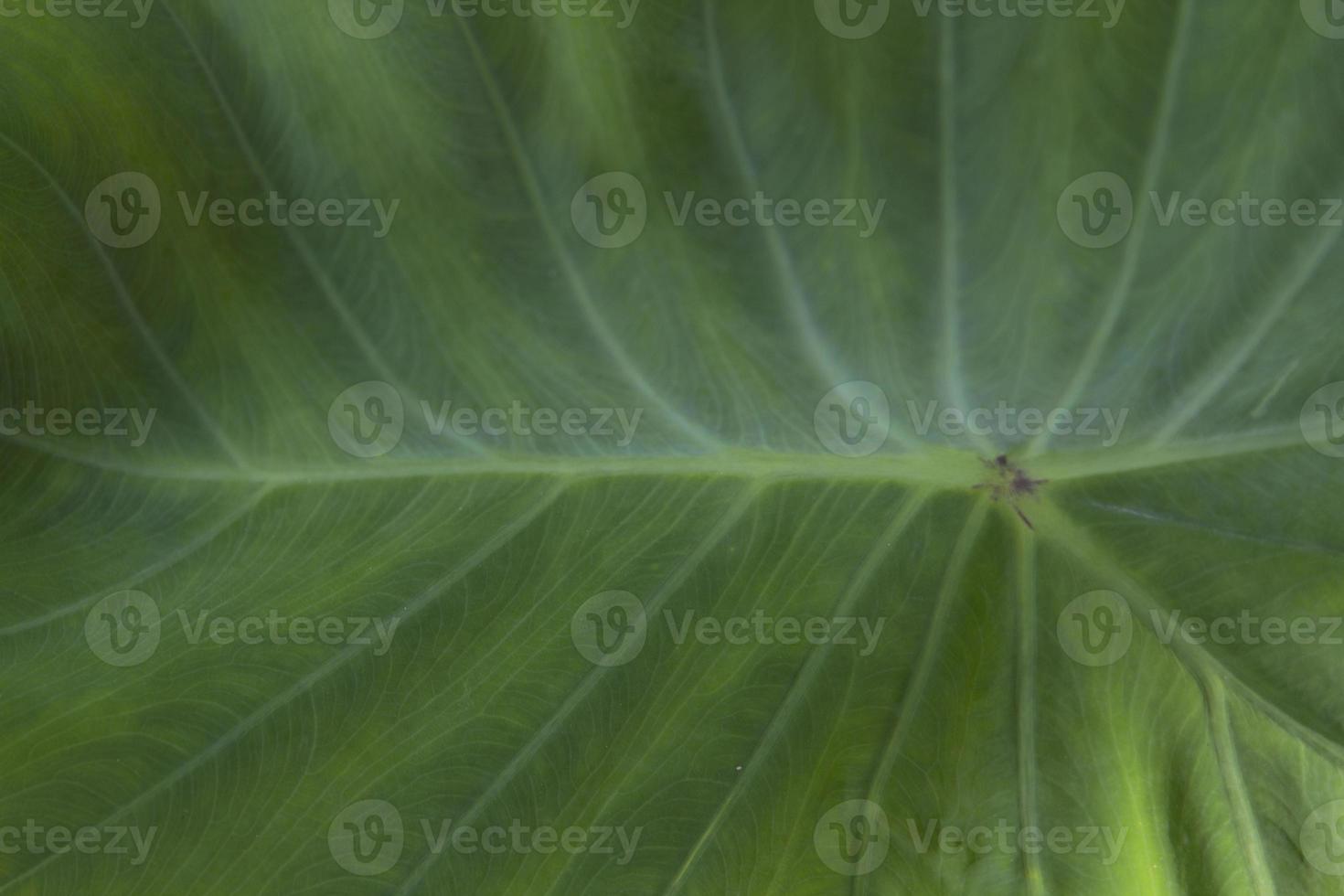 Green taro leaves with beautiful natural patterns and rolling water on the taro leaves that nature has created to prevent the taro leaves from getting wet naturally. photo