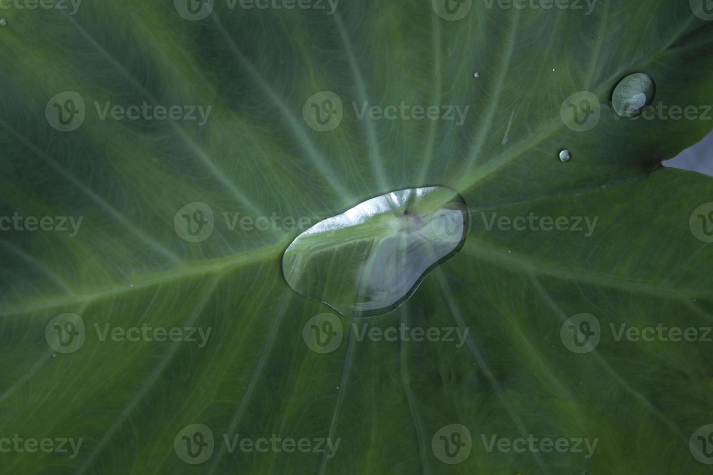 Green taro leaves with beautiful natural patterns and rolling water on the taro leaves that nature has created to prevent the taro leaves from getting wet naturally. photo