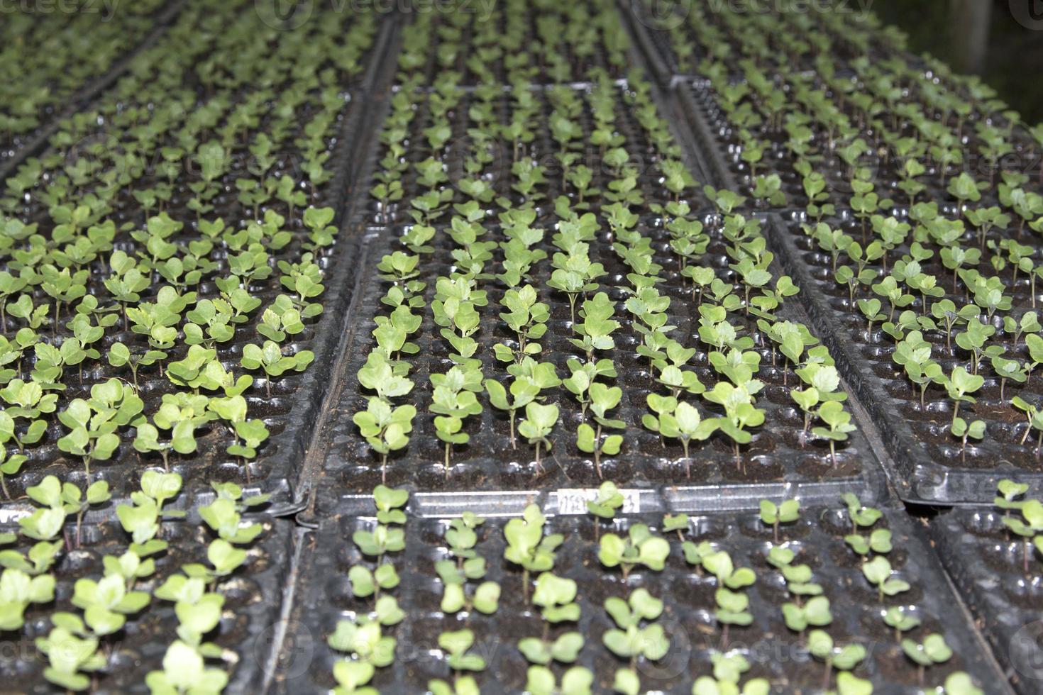 Small saplings of various species that farmers grow for planting and propagating them to grow to produce produce and food for consumption and to be sold in the fresh vegetable market. photo
